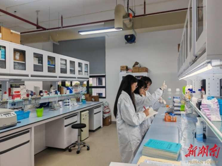 湖南文理学院学生在做实验。湖南文理学院供图
