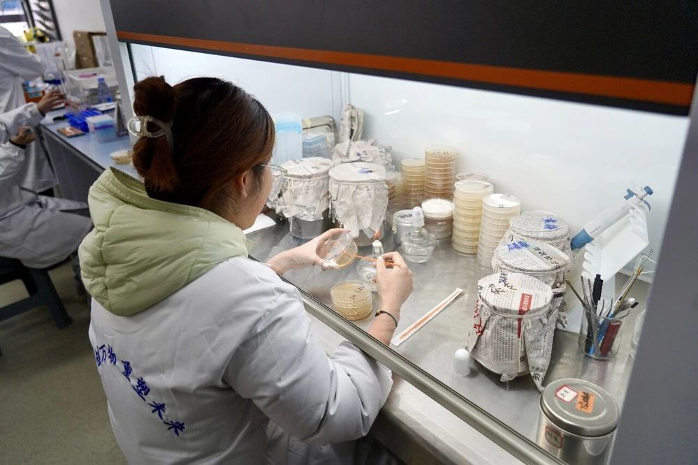湖南合成生物制造产业创新中心，湖南文理学院学生在做实验。湖南日报全媒体记者 陆薇 摄
